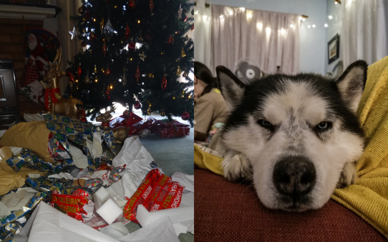 Christmas wrapping and a husky dog.