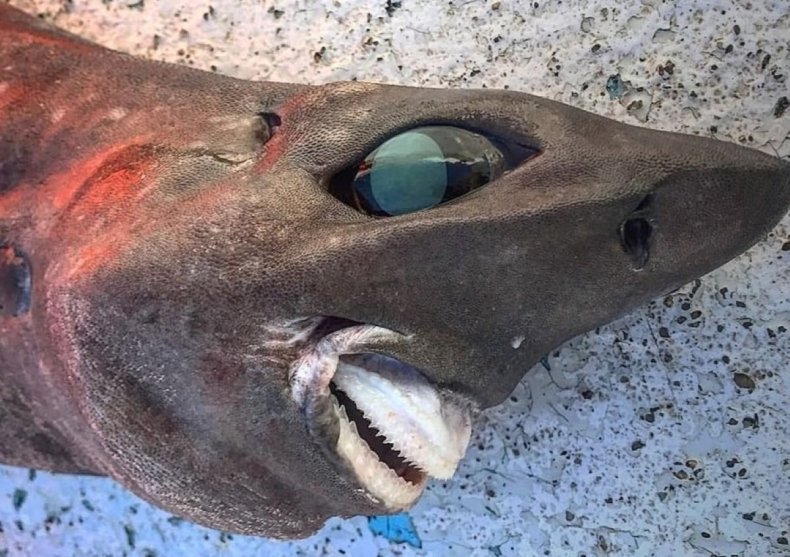 Mystery shark creature