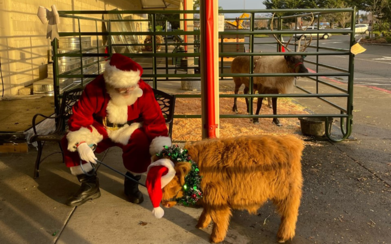 Santa Claus meets Hoss the Mini Cow.