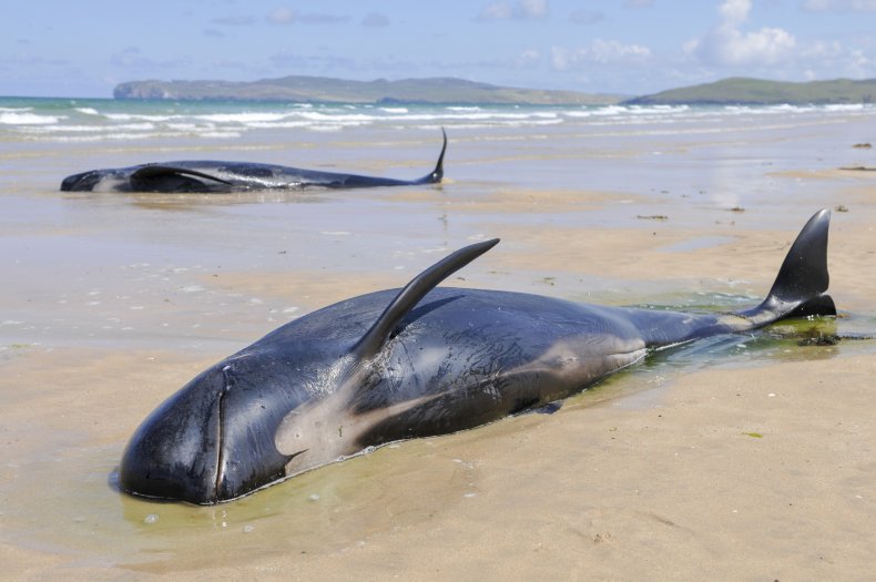 Stranded pilot whale