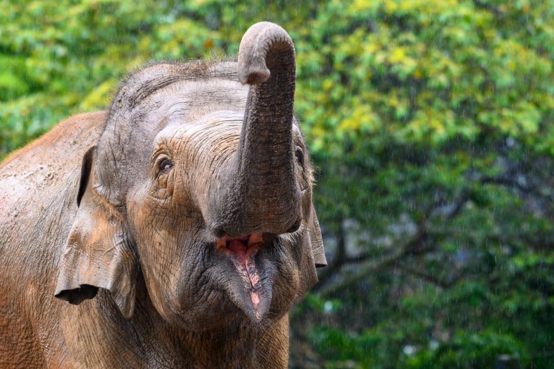 Asian elephant raising trunk