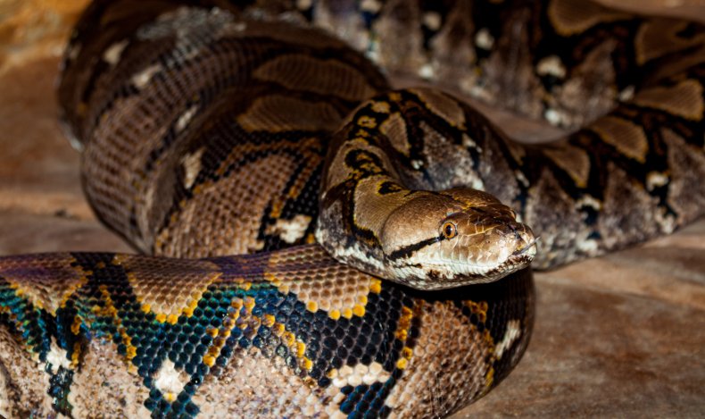 Reticulated python