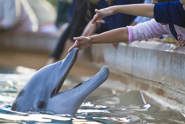 Captive dolphin being petted
