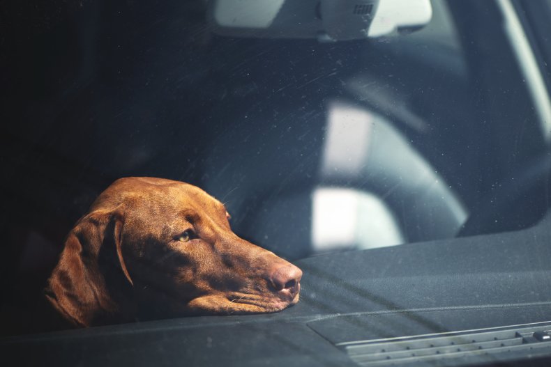 watch dog refusing to get into car 