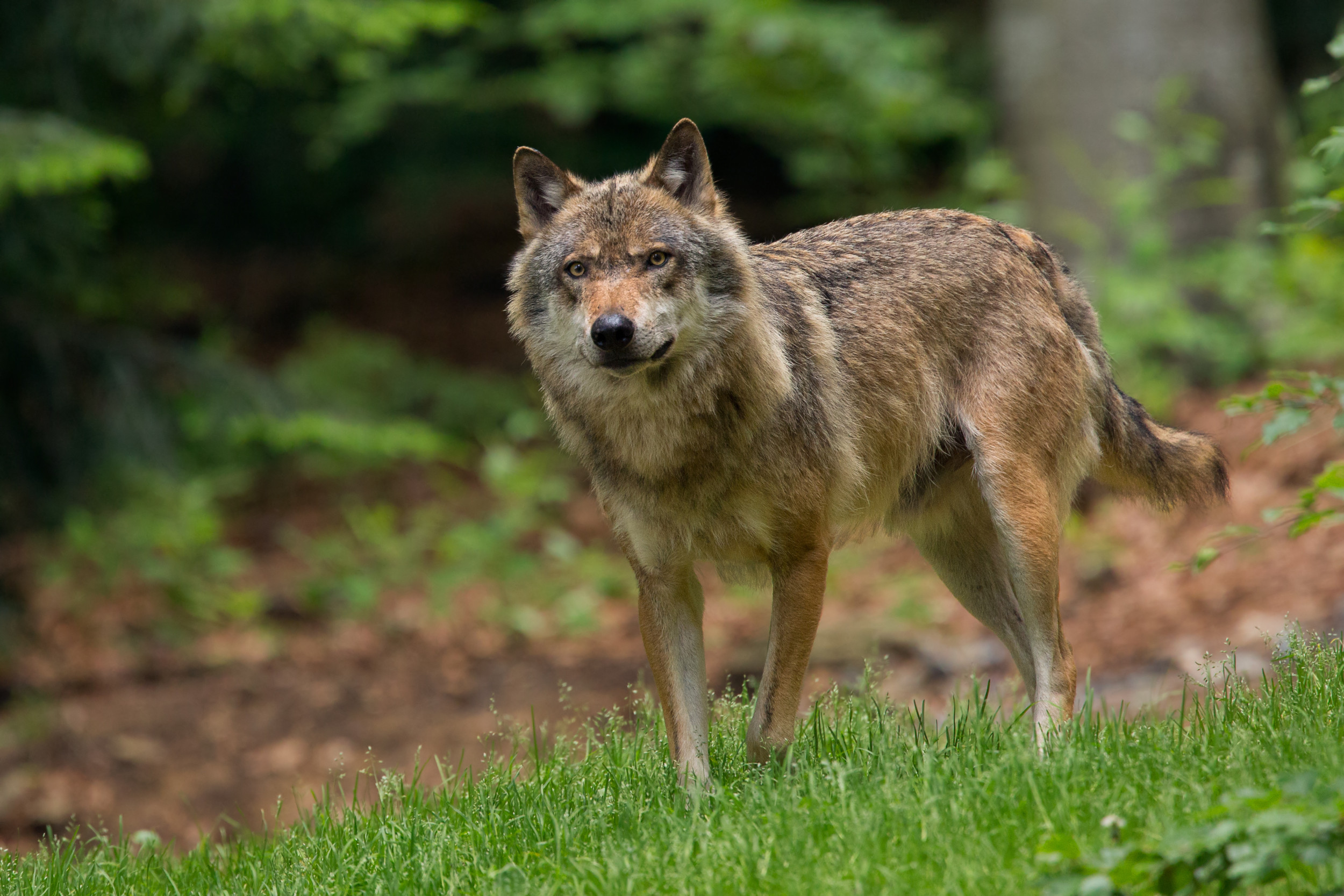 how do dogs mate with wolves