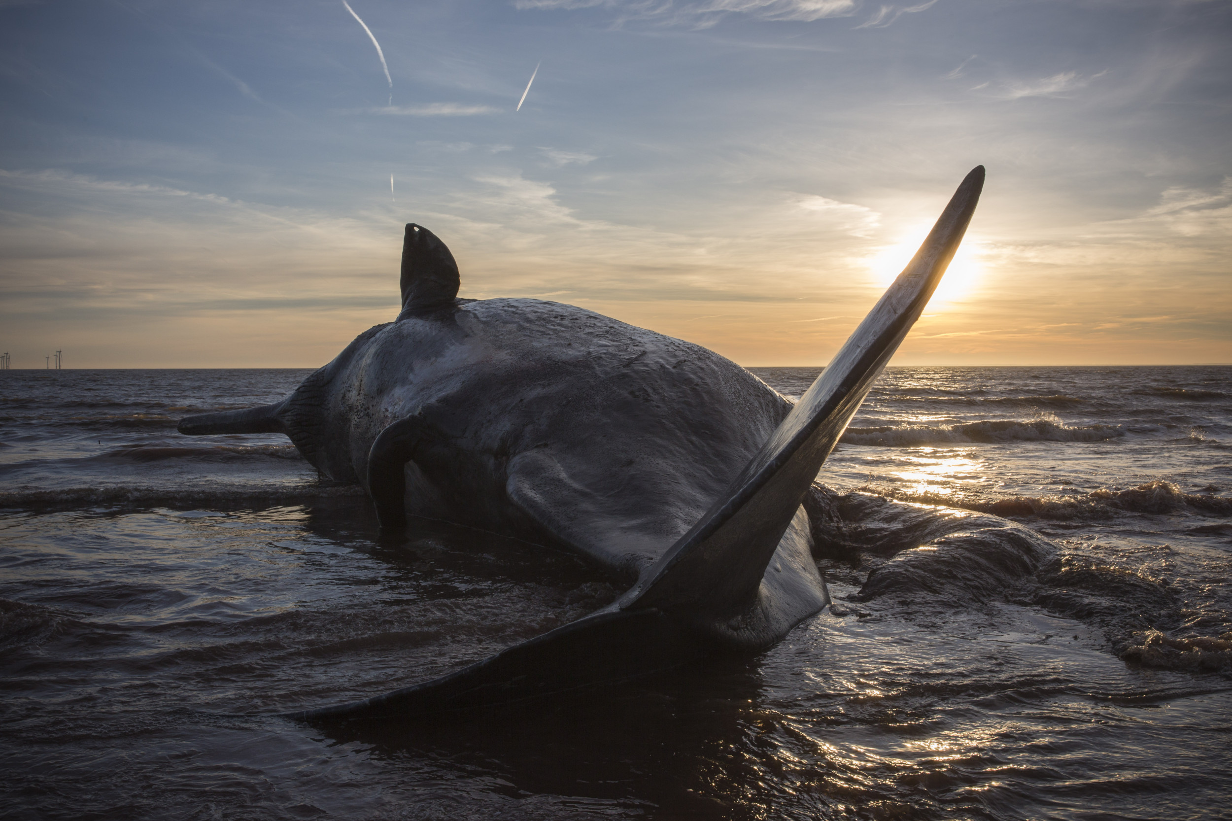 Sixth Sperm Whale Dies on British Beach