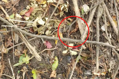 Snake in undergrowth reveal