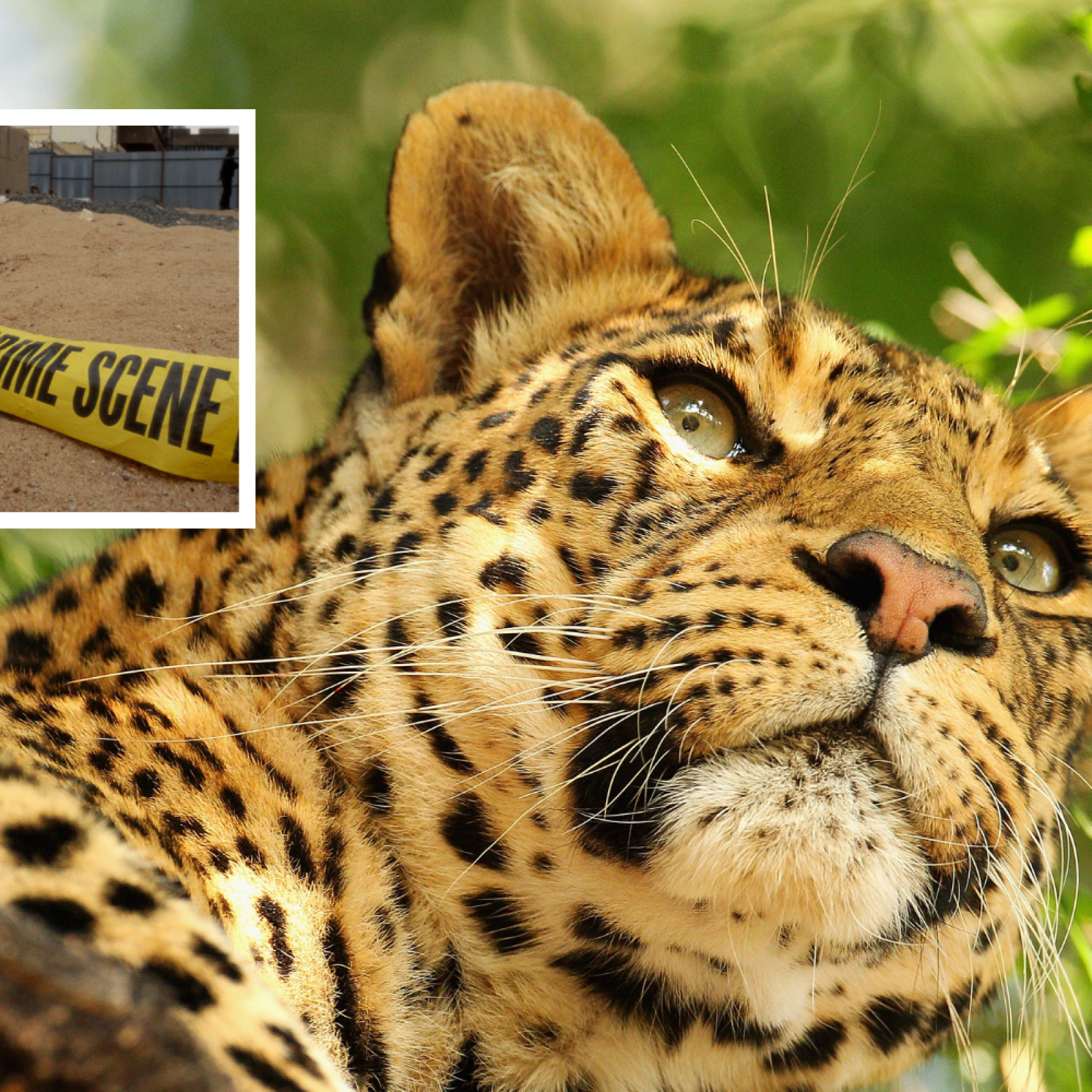 Shocking Video Shows Leopard Who Injured 15 People Attack Car Window Shocking Video Shows Leopard Who Injured 15 People Attack Car Window