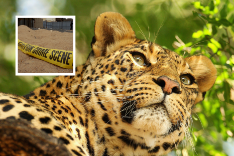 Animal attacks news & latest pictures from 