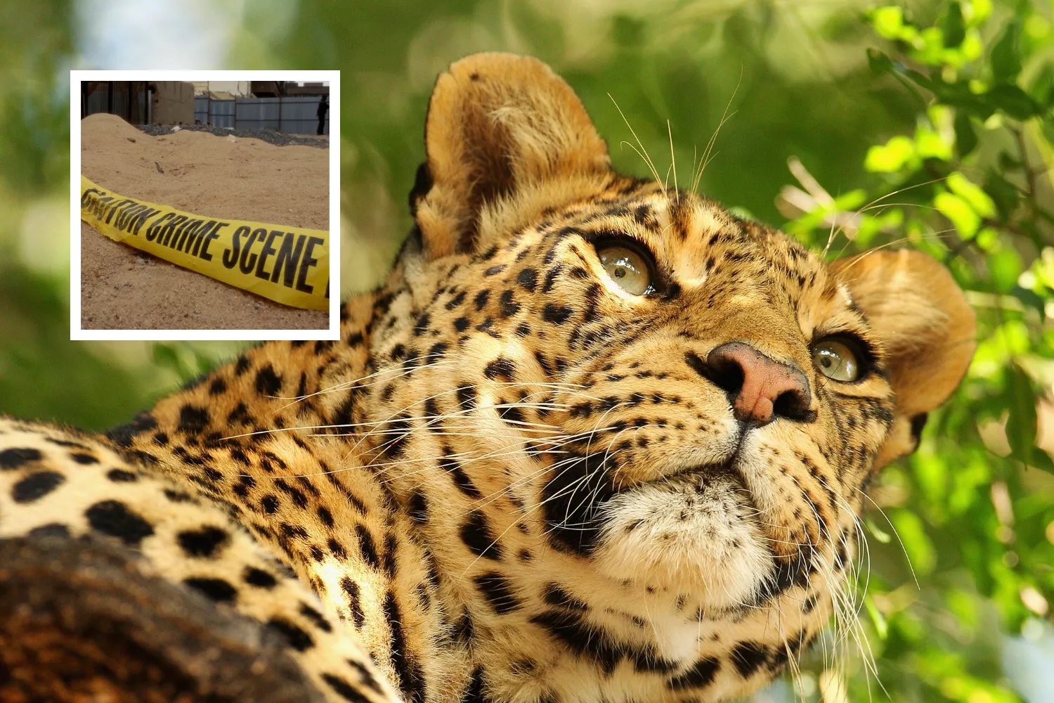 Shocking Video Shows Leopard Who Injured 15 People Attack Car Window - Vimarsana News
