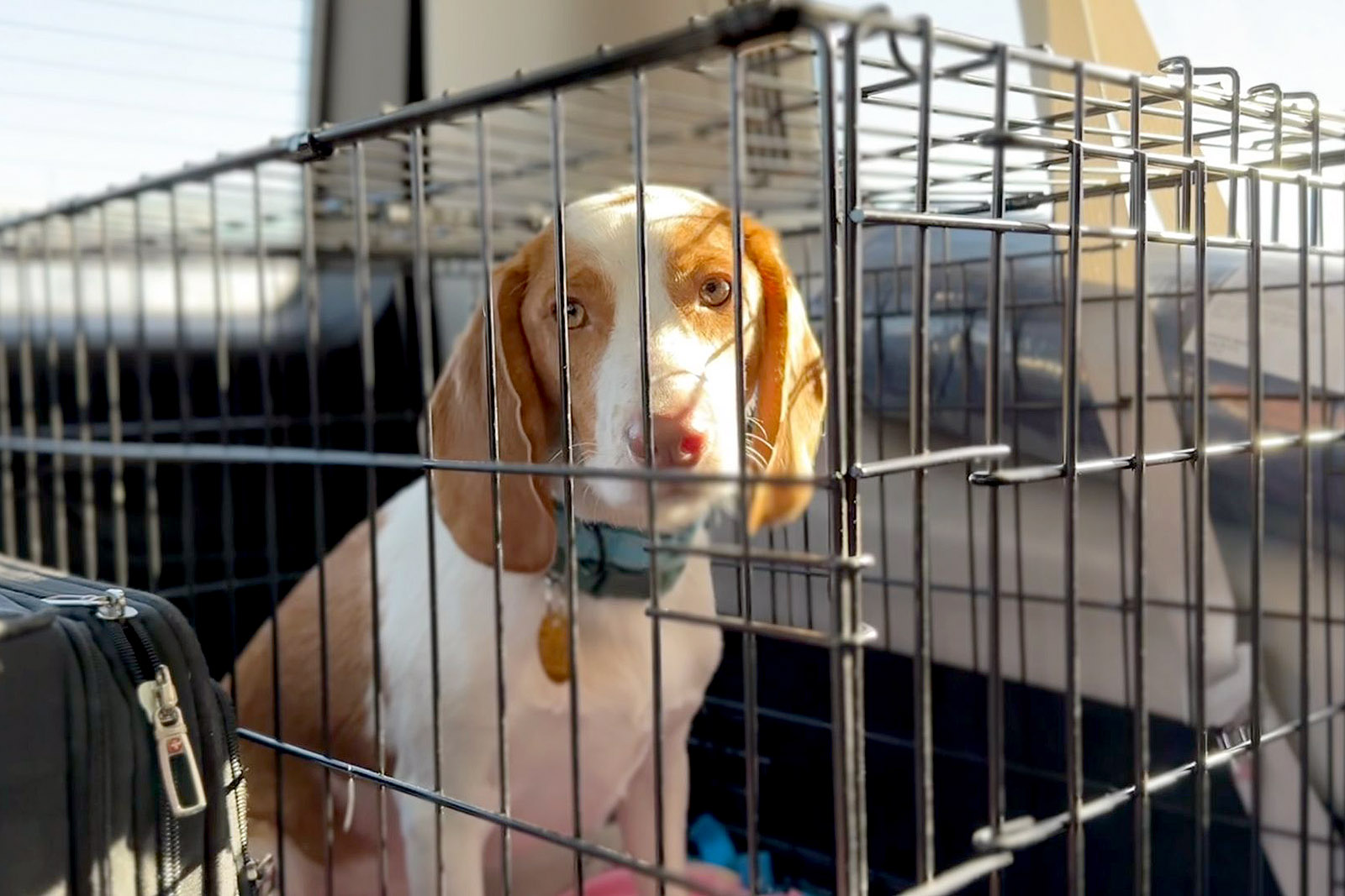beagle rescue Frodo crate puppy