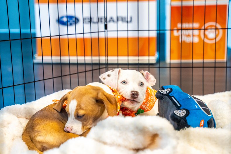 Subaru Loves Pets dogs rescue adoption