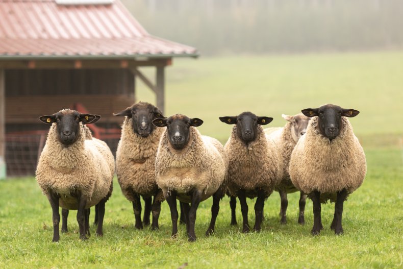 sheep flock line