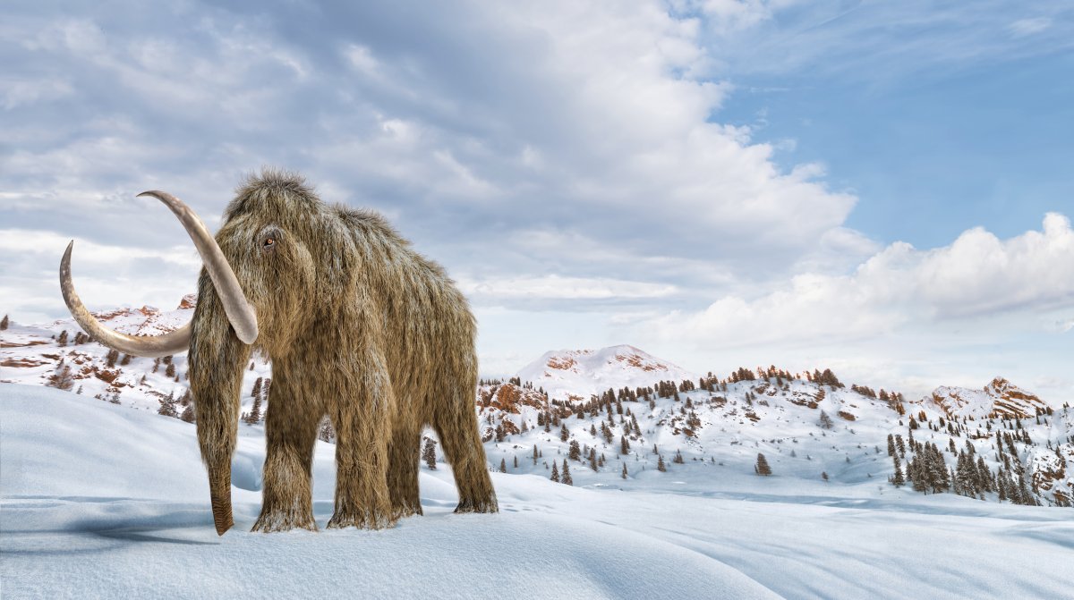 Wooly mammoth in Arctic