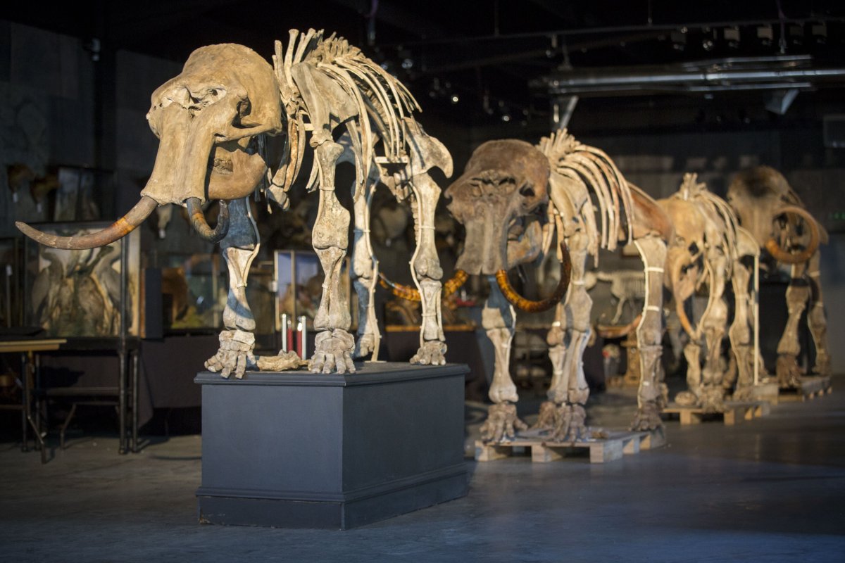 Mammoth family skeletons