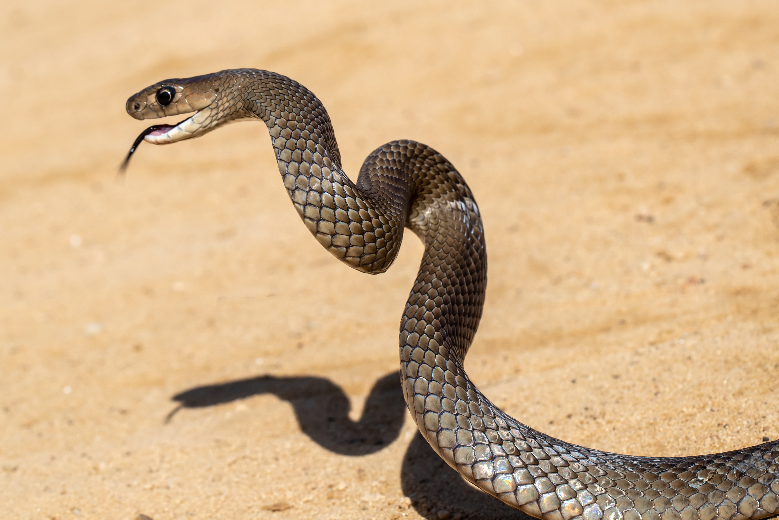 Deadly Snake Bites Catcher by Launching Itself With Mouth Open, Fangs Out