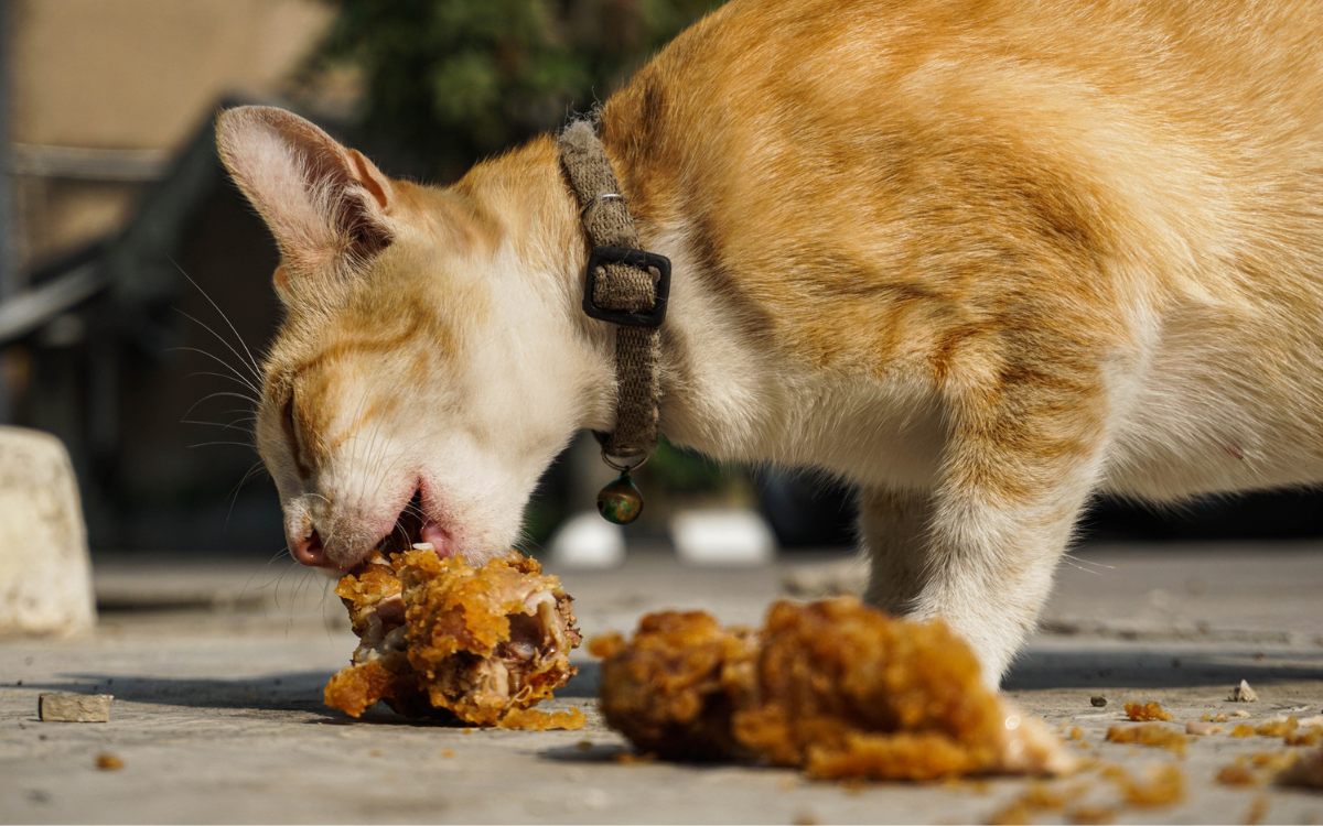 Cats and clearance chicken bones