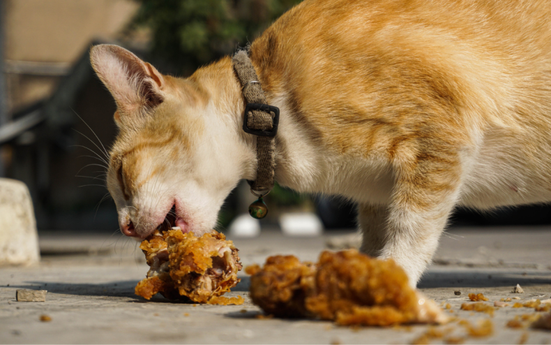 A cat eating fried chicken.