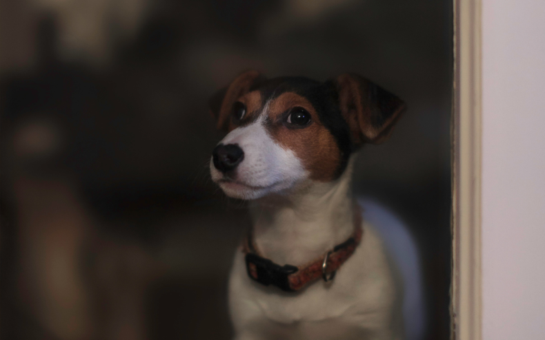 A dog waiting at a window.