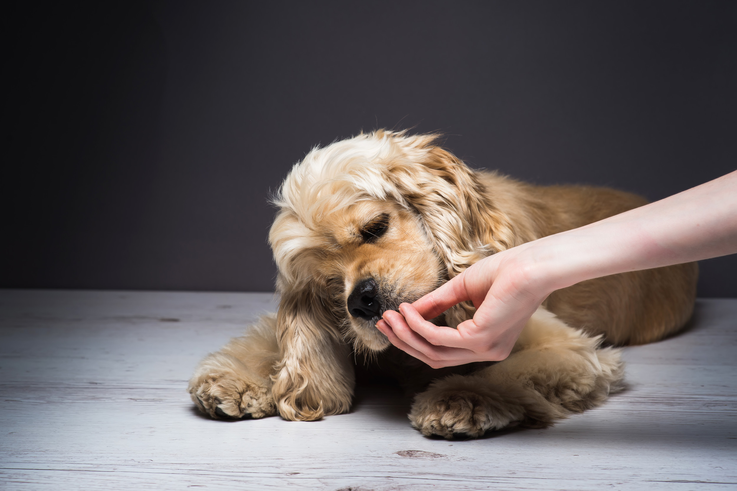 Cocker Spaniel Sandwich Thief Delights Internet With His 'Safe' Place 