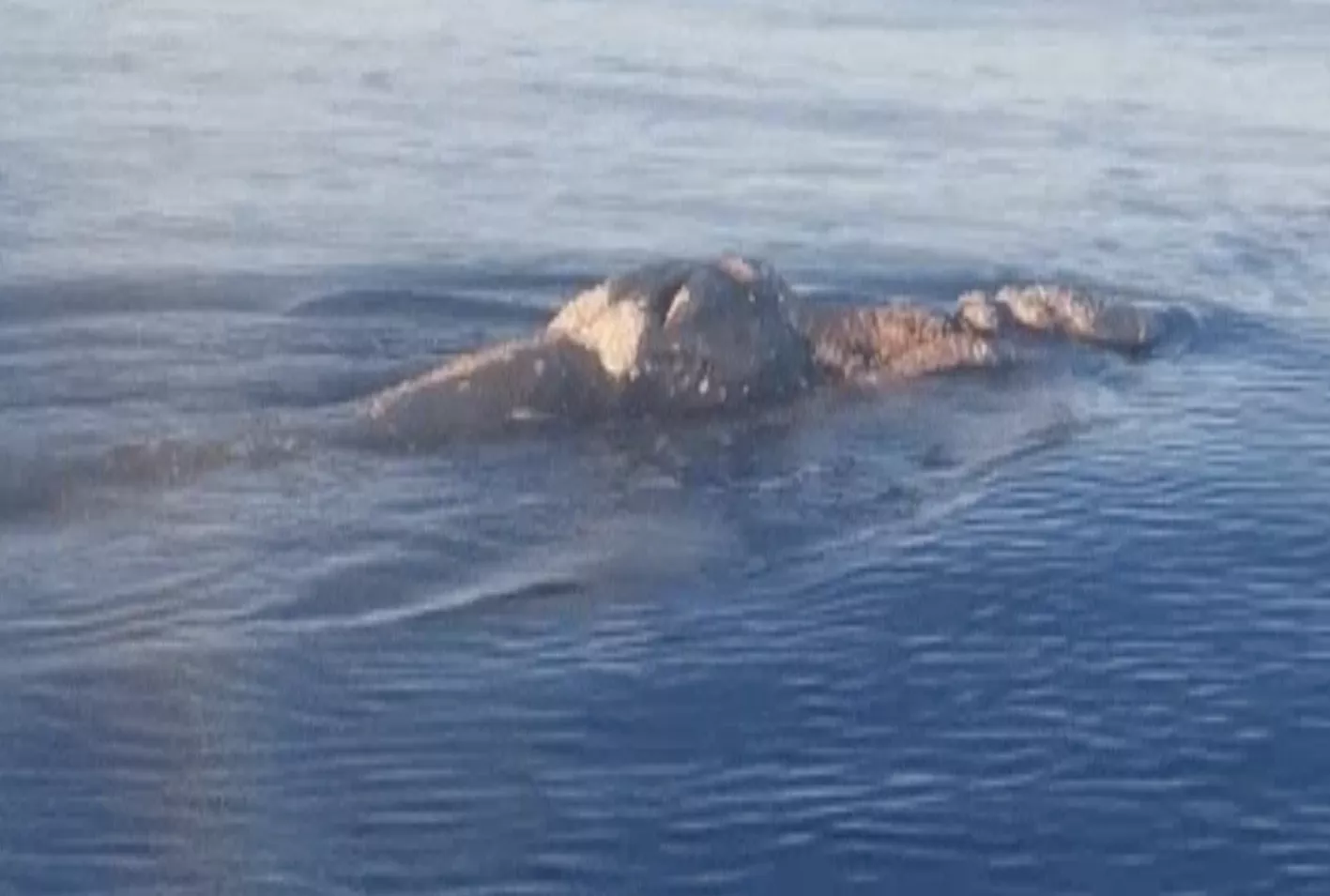 Watch Giant Whale Circle Tiny Fishing Boat: 'Completely at Its Mercy' - Vimarsana News