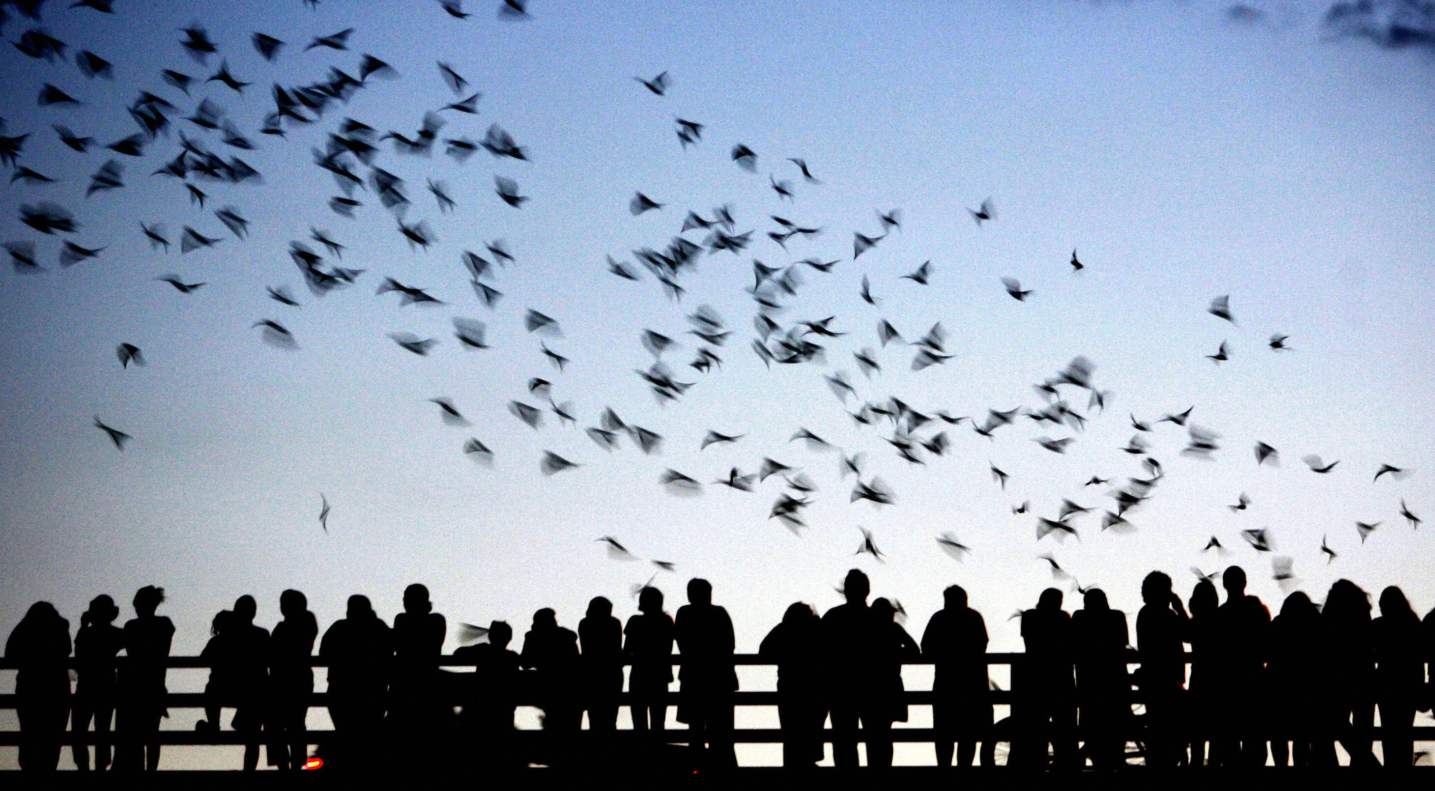 Video Shows Frozen Bats Rescued From Arctic Blast Released Back Into Wild Newsweek