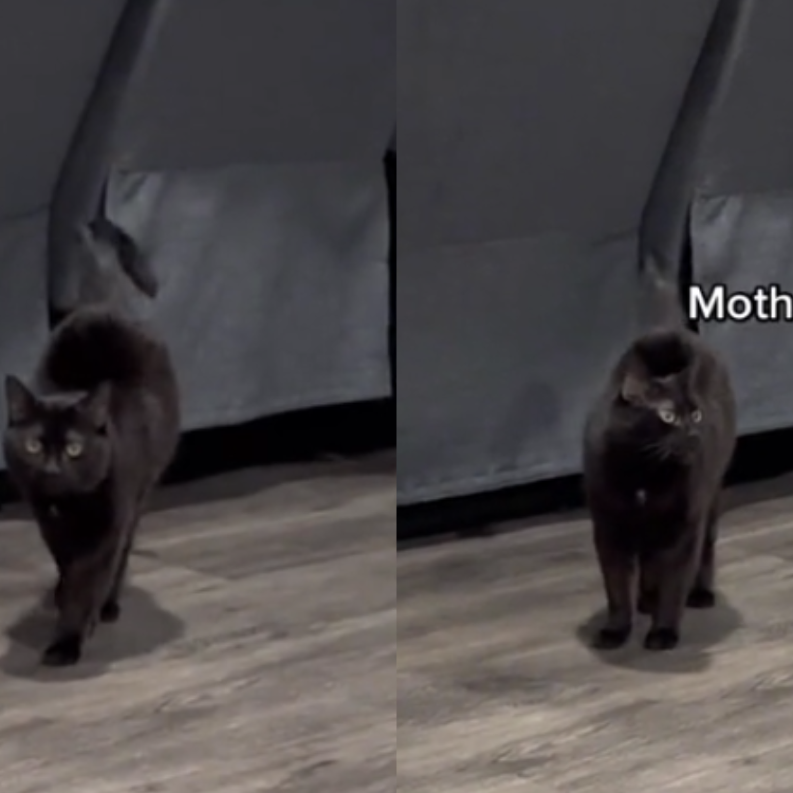 Deaf Rescue Cat Has Heartwarming Reaction to Owner Walking in Front Door Deaf Rescue Cat Has Heartwarming Reaction to Owner Walking in Front Door