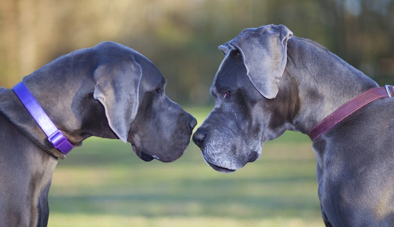 funny great danes delight viewers