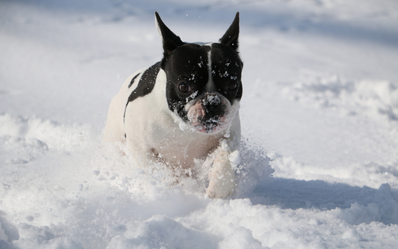 A bulldog playing in the snow.
