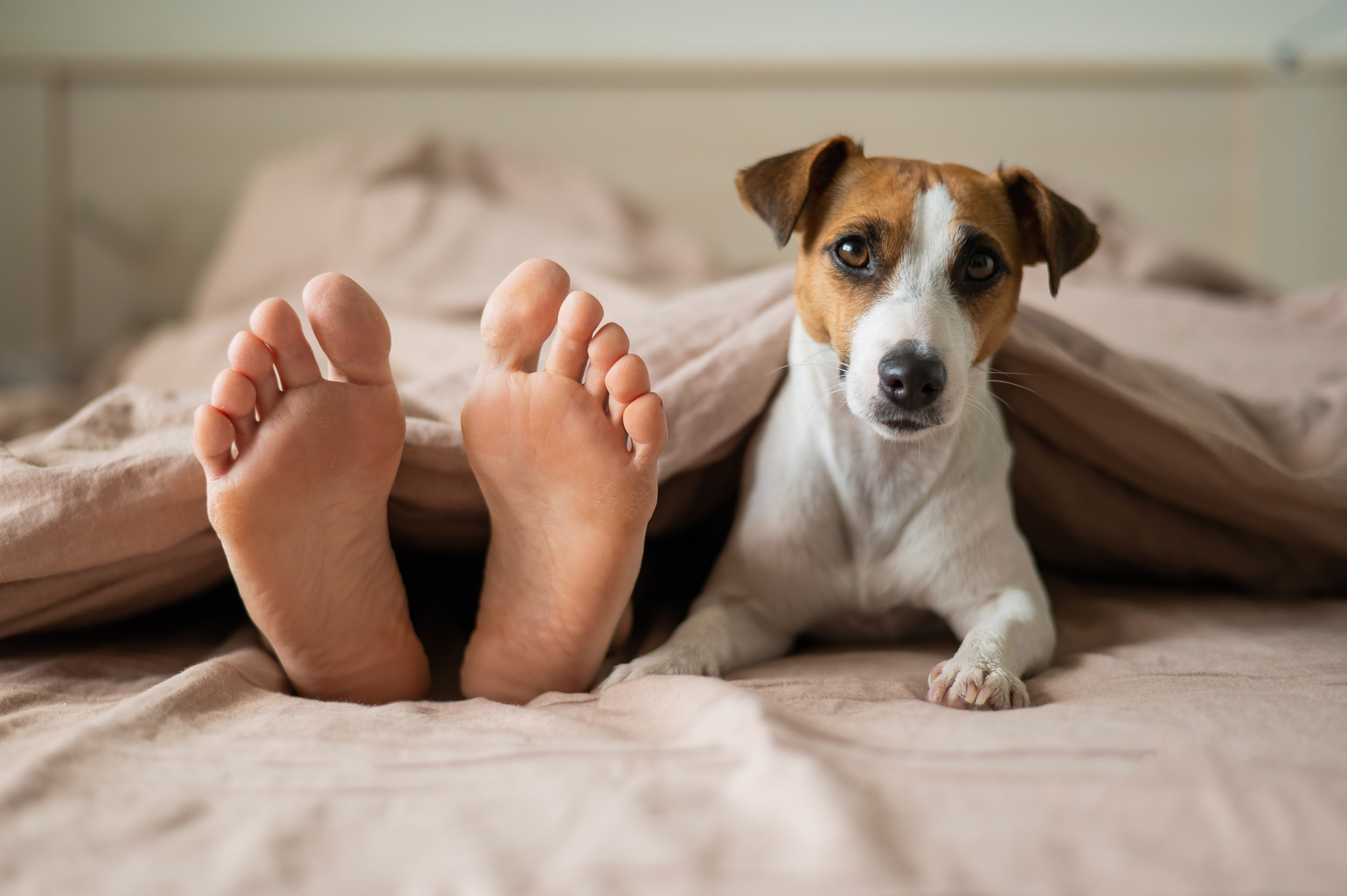 Dog sleeps at foot of clearance bed