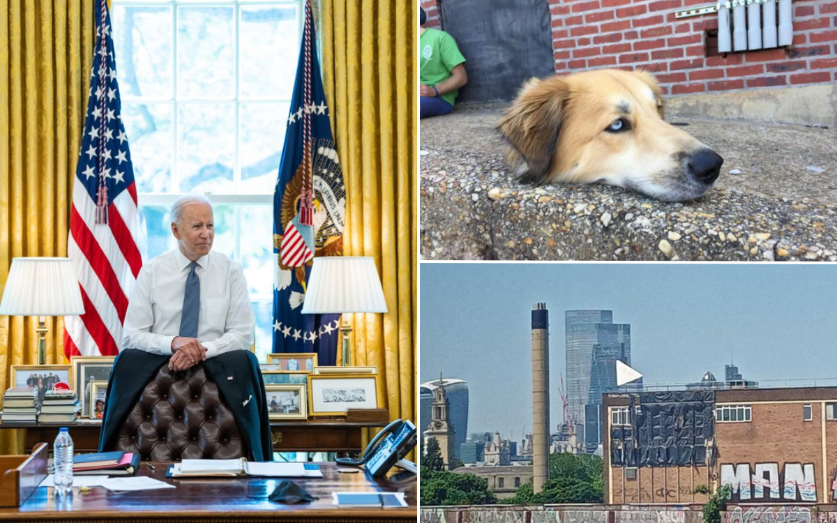 Here are 15 optical illusions which baffled us this year from cats to Biden