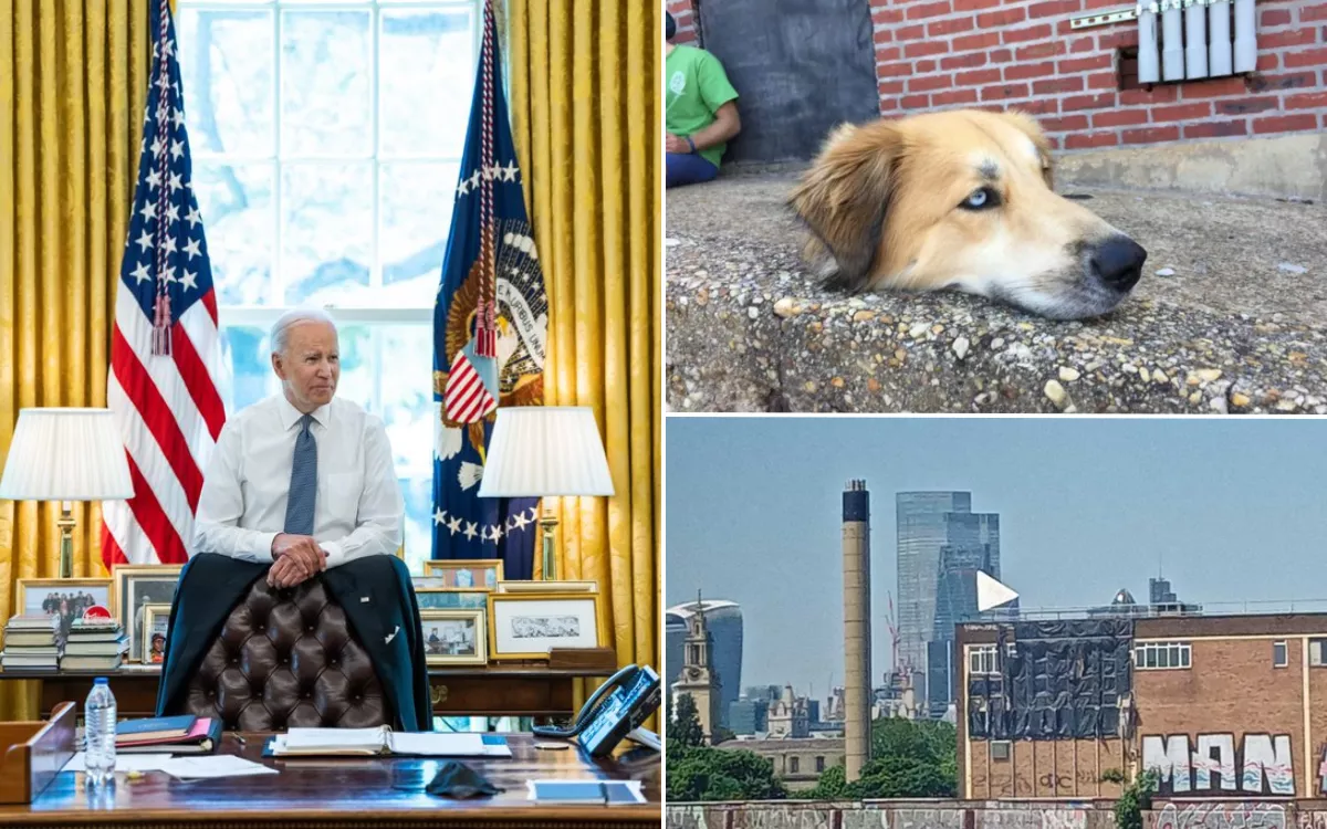 Here Are 15 Optical Illusions Which Baffled Us This Year From Cats to Biden - Vimarsana News