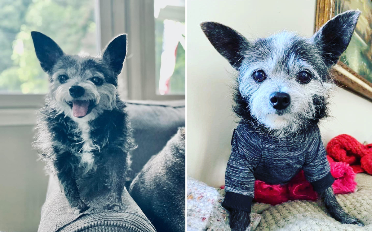 Olive the deaf rescue dog who knows sign language crowned Pet of the Year