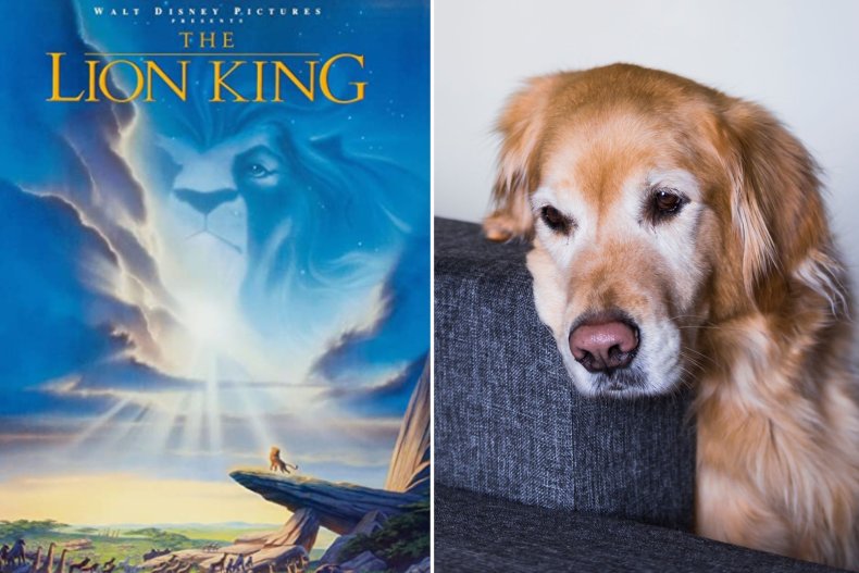 The Lion King poster and Golden Retriever.