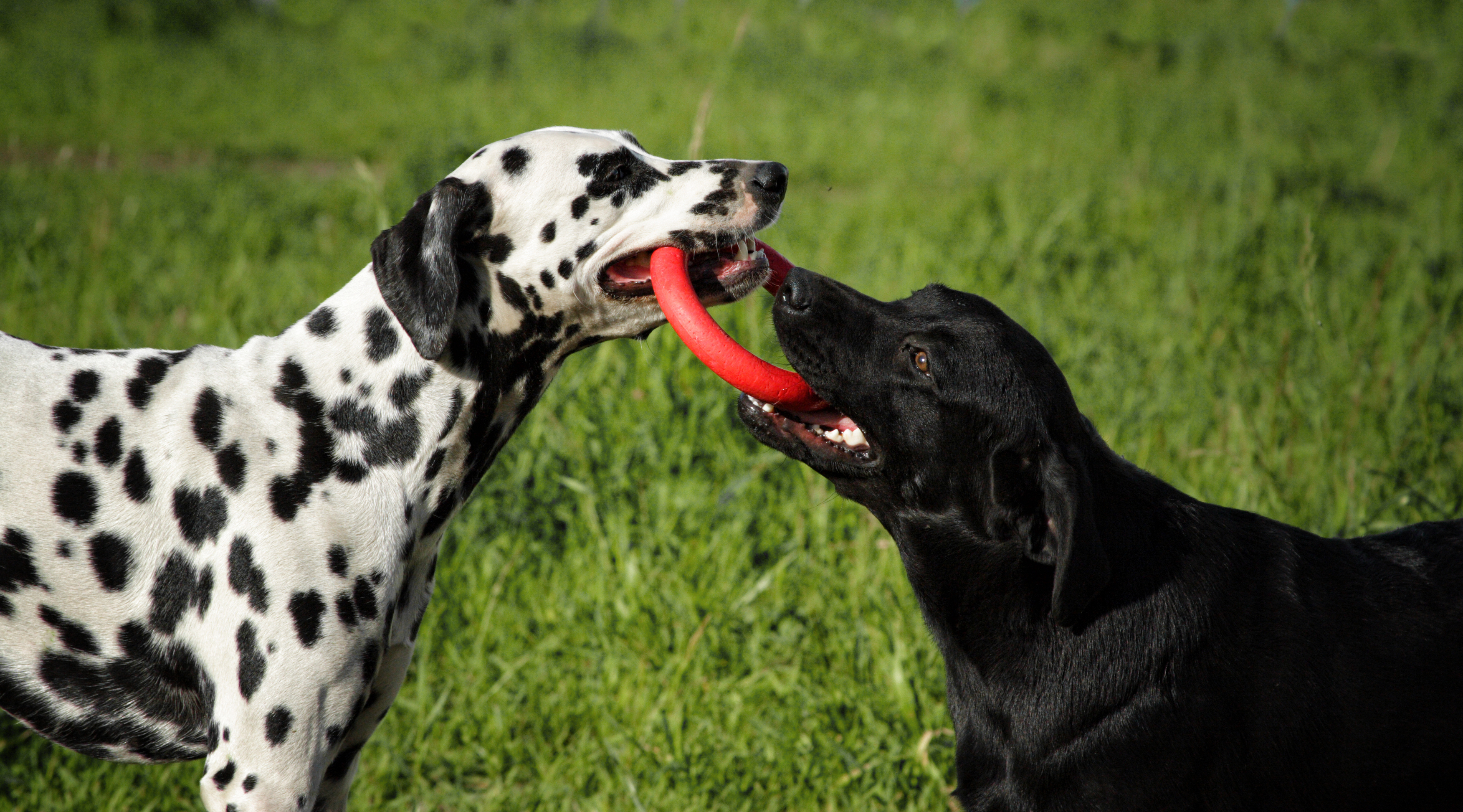 do dalmatians get along with other dogs?
