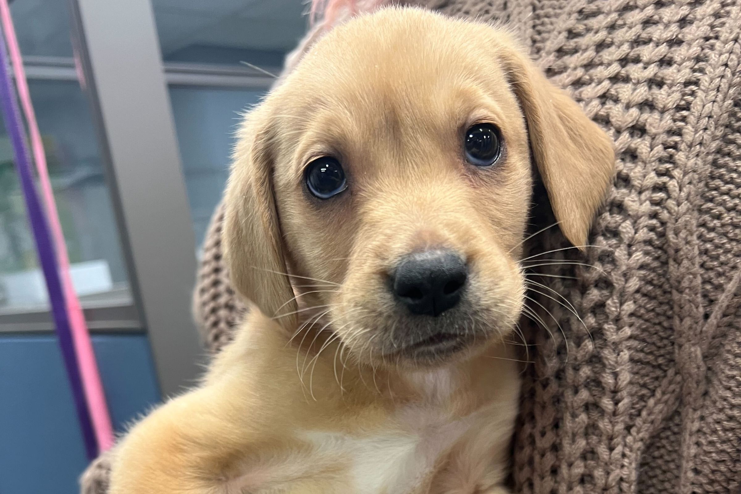 Hearts Break As Shelter Given 1 Month Old Puppy Unwanted Christmas 