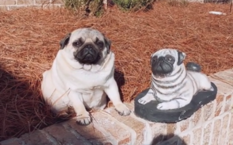 Maggie the pug and her statue friend.