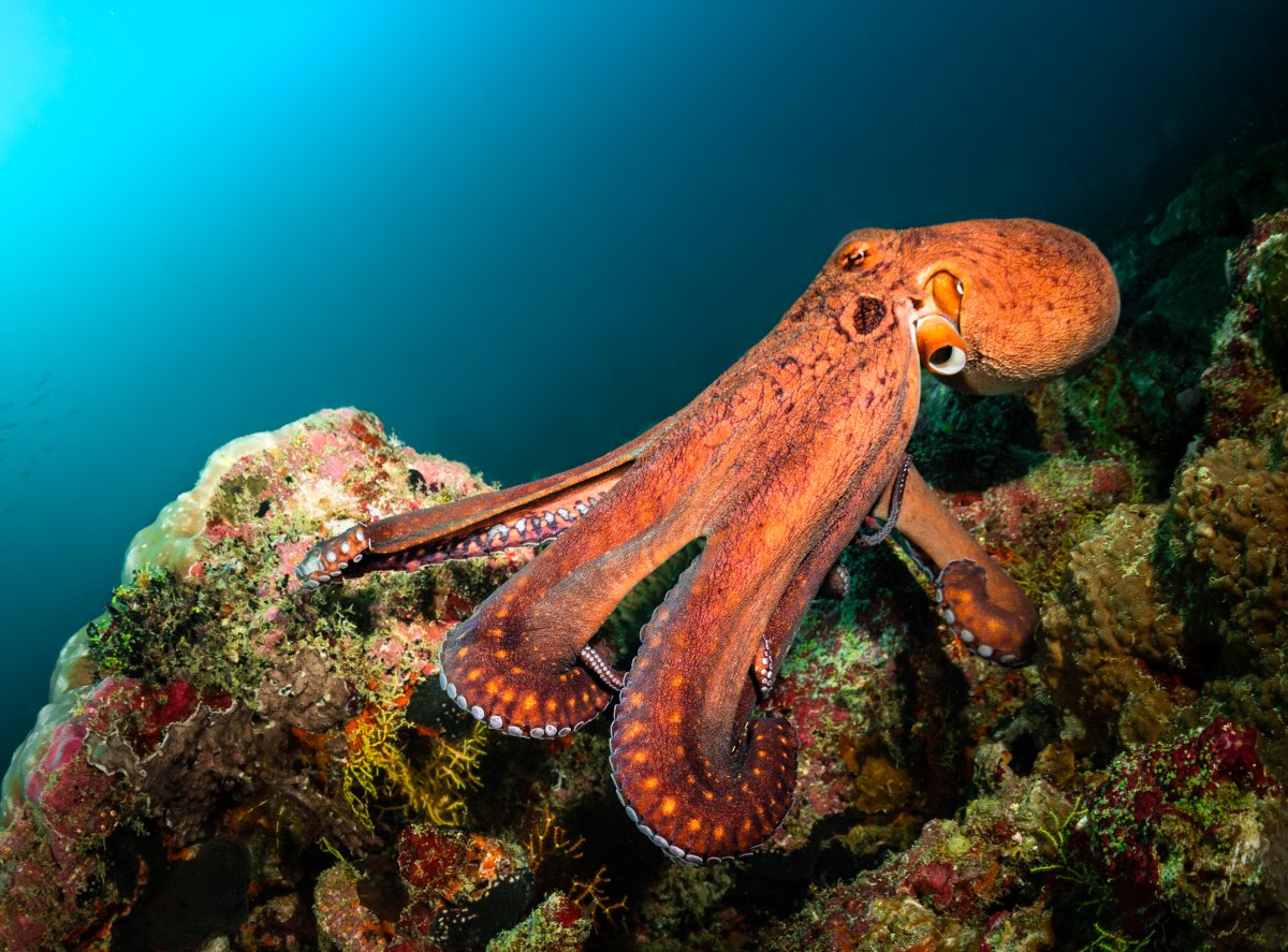 A giant octopus in the ocean.