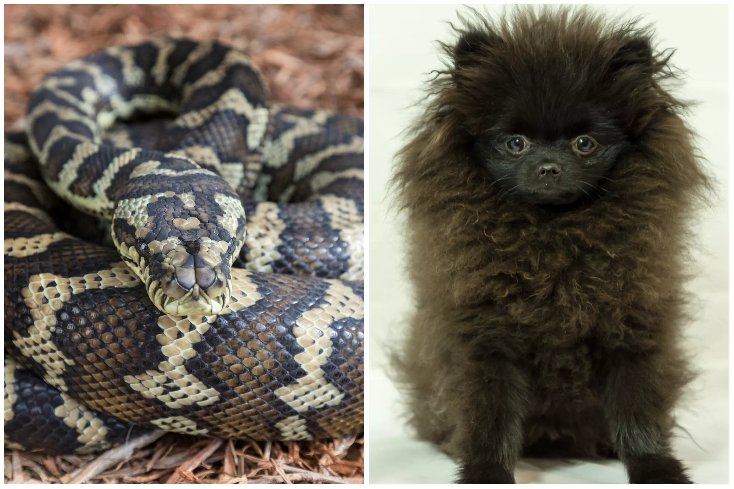 Giant Snake Tries To Eat Pet Dog: 'Like an Alien Movie' - Vimarsana News