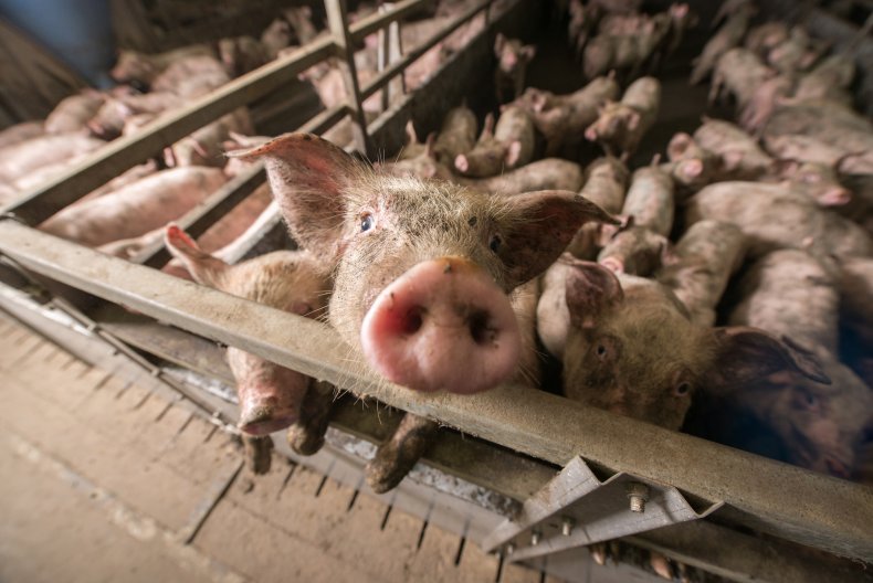Factory pig farm