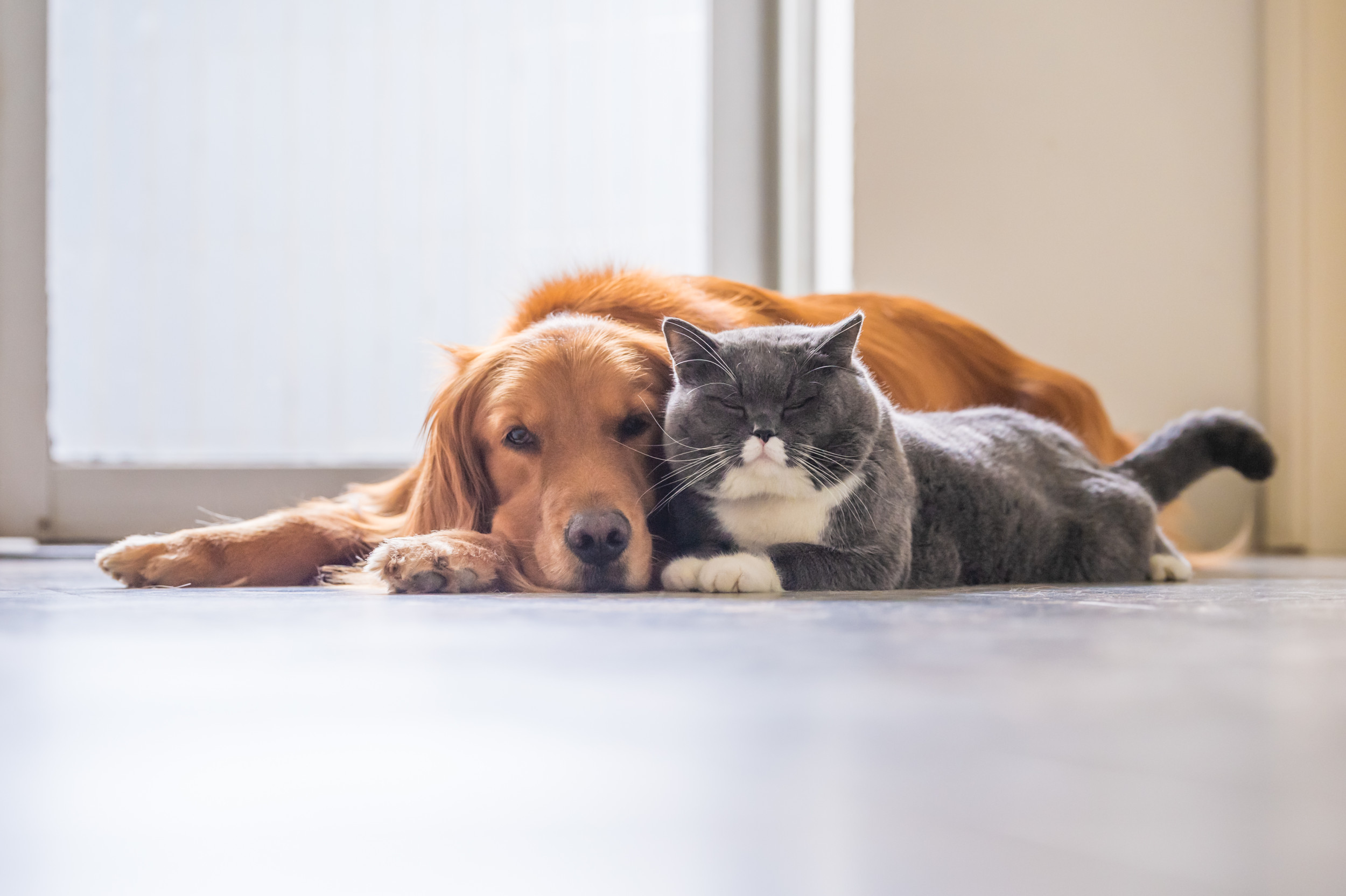 Golden Retriever’s Reaction to Trapping Cat in Shower Delights Internet