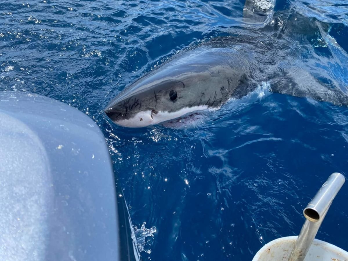 Photos Show Great White Shark Repeatedly Bumping Fishing Boat