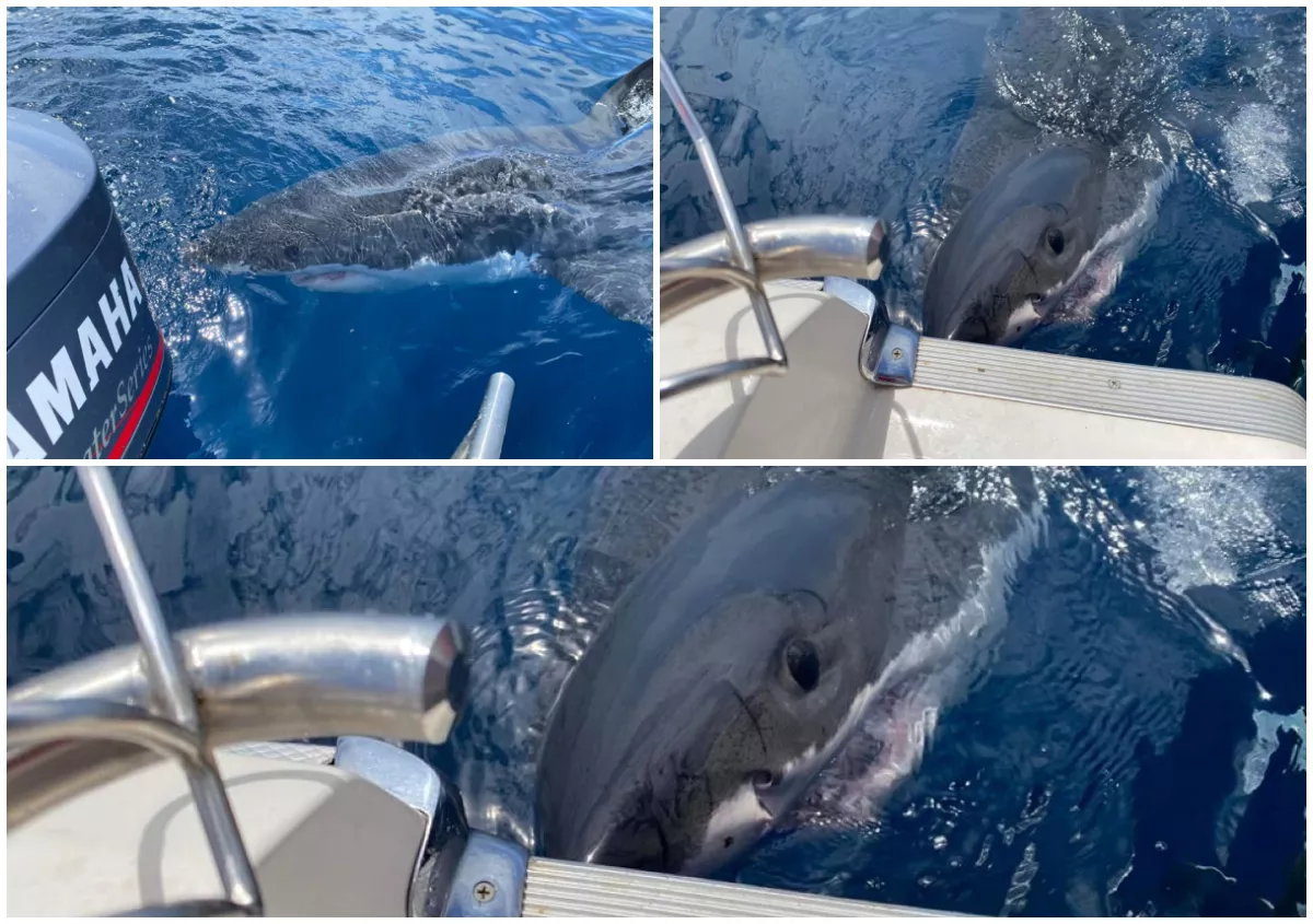 Photos Show Great White Shark Repeatedly Bumping Fishing Boat - Vimarsana News