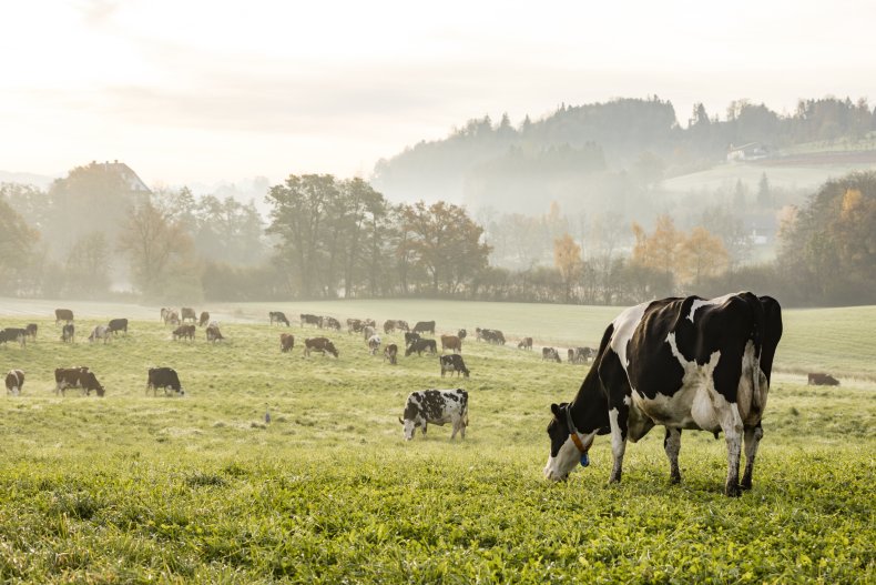 Cows in pasture