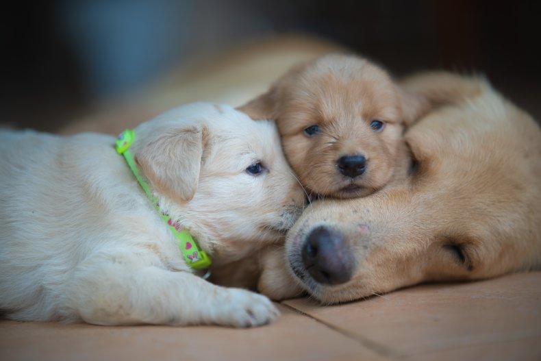 Golden Retriever puppies cuddled up to mom