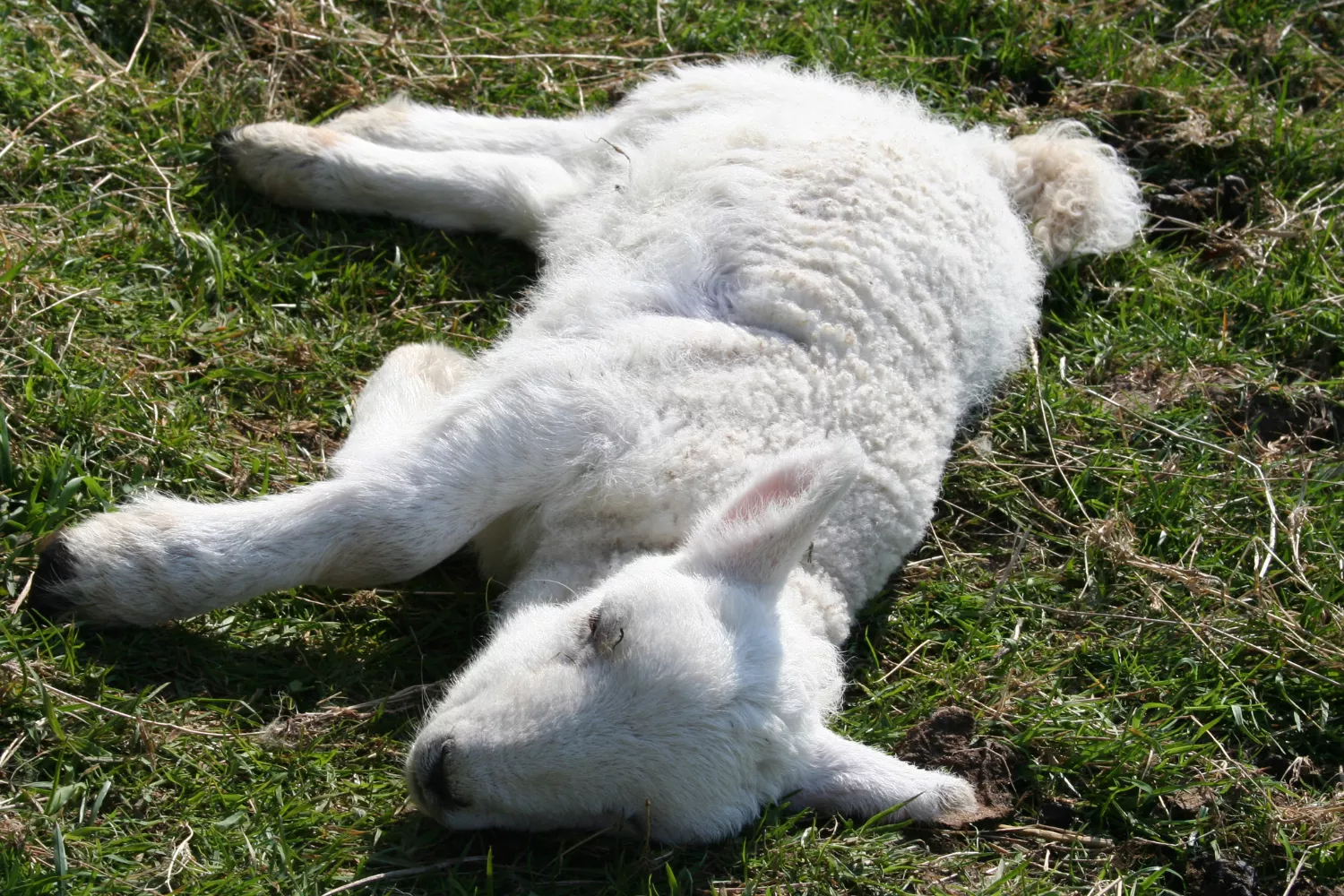 Cops Hunt Dogs As Flocks of Sheep Mauled to Death in 'Distressing' Attacks - Vimarsana News