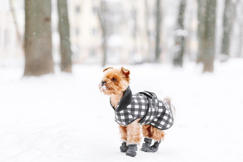 dog wearing snow boots melts hearts