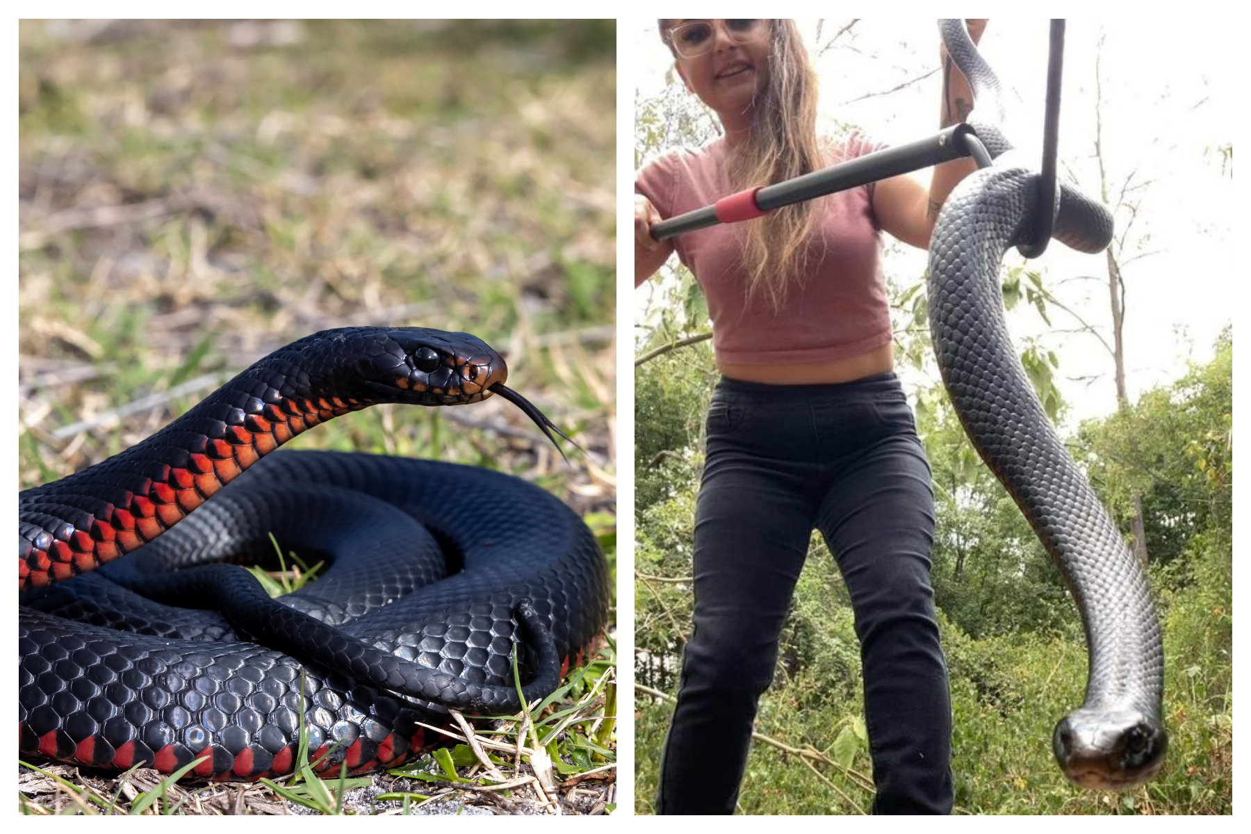 Red Bellied Black Snake 