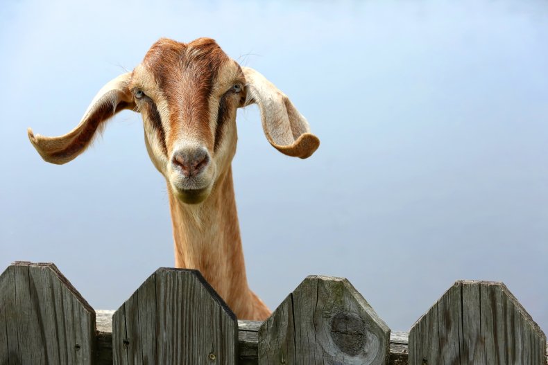 pet goat leaves internet in stitches