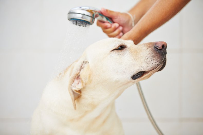 Labrador being given bath. 